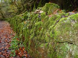 Attēlu rezultāti vaicājumam “Neckera complanata sporophyte”