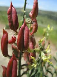 Attēlu rezultāti vaicājumam “Astragalus arenarius fruit”