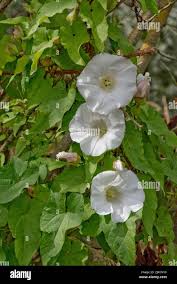 Attēlu rezultāti vaicājumam “Calystegia sepium leaf”