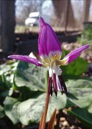 Attēlu rezultāti vaicājumam “Erythronium sibiricum”