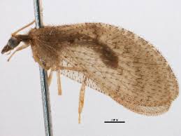 Attēlu rezultāti vaicājumam “Hemerobius perelegans”