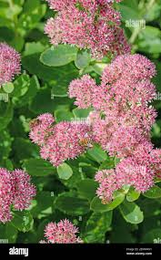Attēlu rezultāti vaicājumam “Hylotelephium telephium flower”