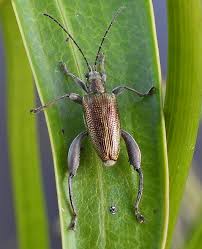 Attēlu rezultāti vaicājumam “Griselda ustomaculana”