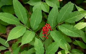 Attēlu rezultāti vaicājumam “Sambucus racemosa leaf”