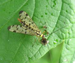 Attēlu rezultāti vaicājumam “Panorpa communis imago”