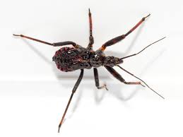 Attēlu rezultāti vaicājumam “Rhynocoris annulatus imago”