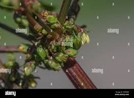 Attēlu rezultāti vaicājumam “Rumex obtusifolius flower”