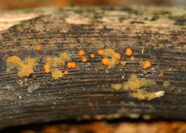 Attēlu rezultāti vaicājumam “Dacrymyces stillatus”