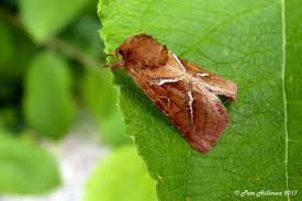 Attēlu rezultāti vaicājumam “Hepialus lupulinus”