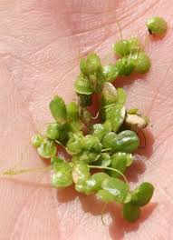 Attēlu rezultāti vaicājumam “Lemna gibba”