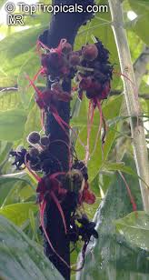 Attēlu rezultāti vaicājumam “Herminium monorchis fruit”