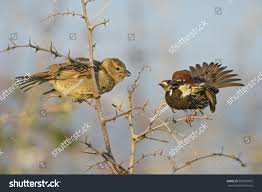 Image result for Passer hispaniolensis