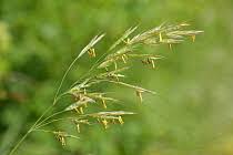 Attēlu rezultāti vaicājumam “Bromopsis benekenii”