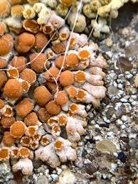 Attēlu rezultāti vaicājumam “Caloplaca saxicola”