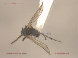Attēlu rezultāti vaicājumam “Psychodidae”