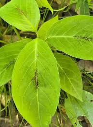 Attēlu rezultāti vaicājumam “Peucedanum palustre leaf”