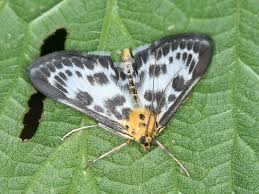 Attēlu rezultāti vaicājumam “Anania hortulata”