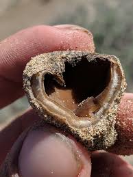 Attēlu rezultāti vaicājumam “Peziza ammophila”