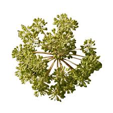 Attēlu rezultāti vaicājumam “Angelica archangelica leaf”