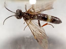 Attēlu rezultāti vaicājumam “Allantus cinctus”