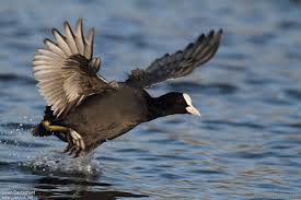 Attēlu rezultāti vaicājumam “Fulica atra adult”