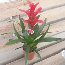 Картинки по запросу гусмания