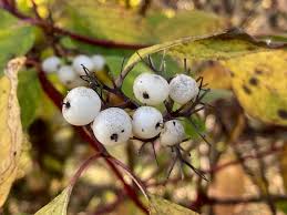 Attēlu rezultāti vaicājumam “Viscum album fruit”