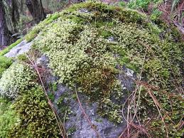 Attēlu rezultāti vaicājumam “Hedwigia ciliata sporophyte”