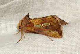 Attēlu rezultāti vaicājumam “Phalonidea permixtana”