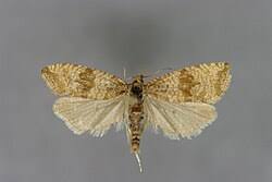 Attēlu rezultāti vaicājumam “Celypha striana”