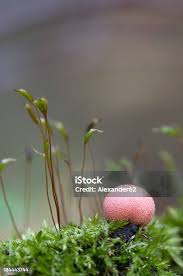 Attēlu rezultāti vaicājumam “Lycogala cf. oleocrystalliferum young”