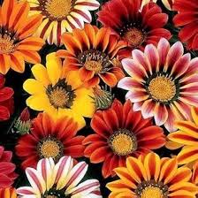 Image result for Gazanien