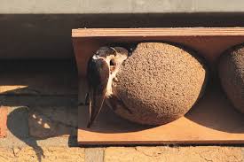 Attēlu rezultāti vaicājumam “Delichon urbicum nest”