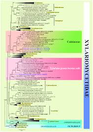 Attēlu rezultāti vaicājumam “Rosellinia desmazieri”