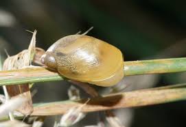 Attēlu rezultāti vaicājumam “Succinea”