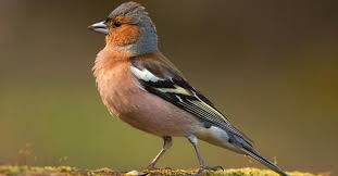Attēlu rezultāti vaicājumam “Fringilla coelebs juvenile”