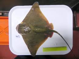 Image result for Myliobatis freminvillei