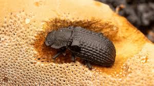 Attēlu rezultāti vaicājumam “Bolitophagus reticulatus”