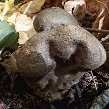 Attēlu rezultāti vaicājumam “Lycoperdon pyriforme sessile”