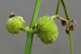 Attēlu rezultāti vaicājumam “Sagittaria sagittifolia fruit”