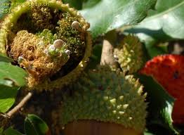 Attēlu rezultāti vaicājumam “Rimbachia neckerae”