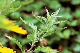 Image result for Chenopodium ambrosioides
