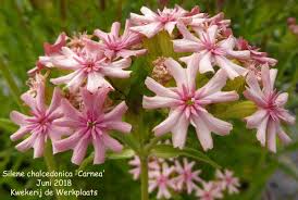 Attēlu rezultāti vaicājumam “Silene chalcedonica”