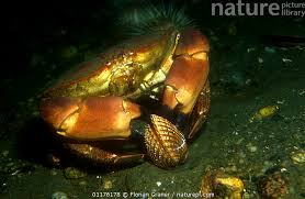 Image result for Cancer pagurus