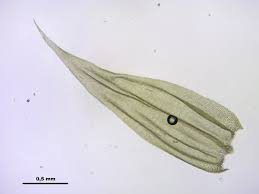 Attēlu rezultāti vaicājumam “Brachythecium salebrosum”