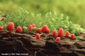 Attēlu rezultāti vaicājumam “Lycogala conicum spores”