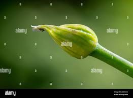 Attēlu rezultāti vaicājumam “Allium cepa bud”