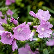 Image result for Malva moschata alba