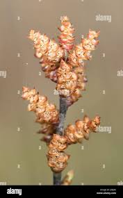 Attēlu rezultāti vaicājumam “Myrica gale male flower”