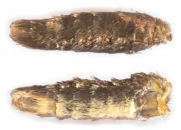 Attēlu rezultāti vaicājumam “Roeslerstammia erxlebella”